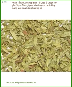 Phan Tả Diệp chất lượng cao Quận 10 - Đơn vị cung cấp giao nhanh