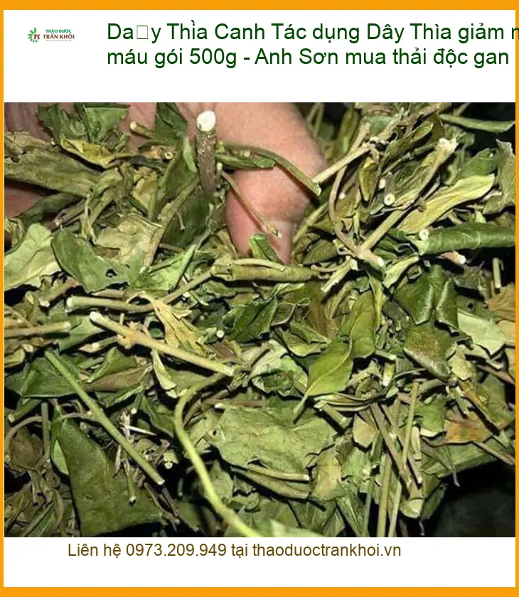 Tác dụng Dây Thìa Canh giảm mỡ máu gói 500g - Anh Sơn mua thải độc gan
