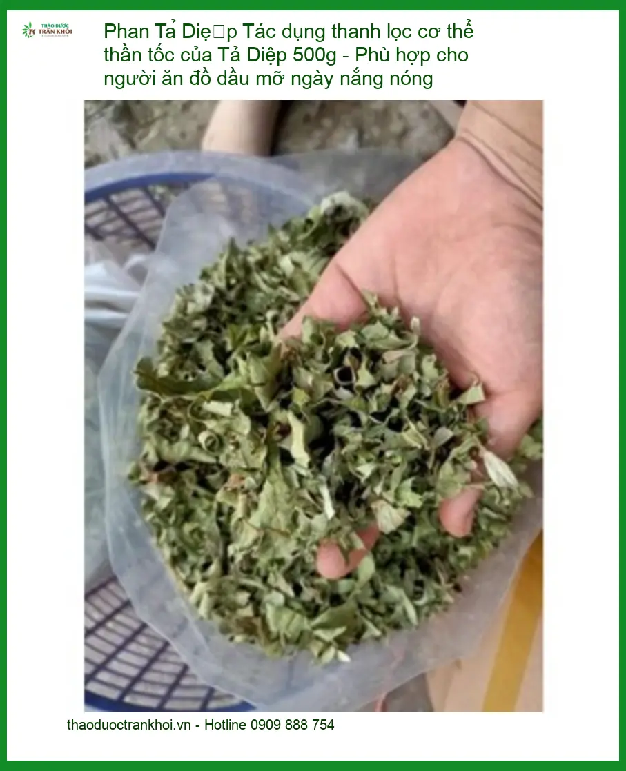 Phan Tả Diệp 500g - Thanh lọc cơ thể hiệu quả - Bán tại TPHCM giao nhanh