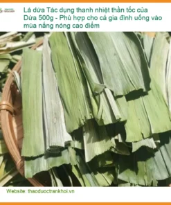 Lá Dứa 500g Thanh Nhiệt Thần Tốc Cho Gia Đình - Địa chỉ Bán Giao nhanh TPHCM