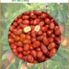 Táo Đỏ Khô 500g - Tác hại ăn nhiều - Địa chỉ Bán Giao nhanh TPHCM