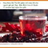 Trà Hoa Atiso Đỏ giảm mỡ máu, tốt cho người già 1kg - Đơn vị cung cấp TPHCM