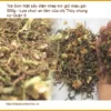 Trà Sơn Mật sấy điện khép kín giữ màu gói 500g - Bán Giao nhanh TPHCM