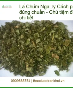 Cách pha Lá Chùm Ngây khô đúng chuẩn - Chủ tiệm đông y Quận 4 chỉ dẫn chi tiết