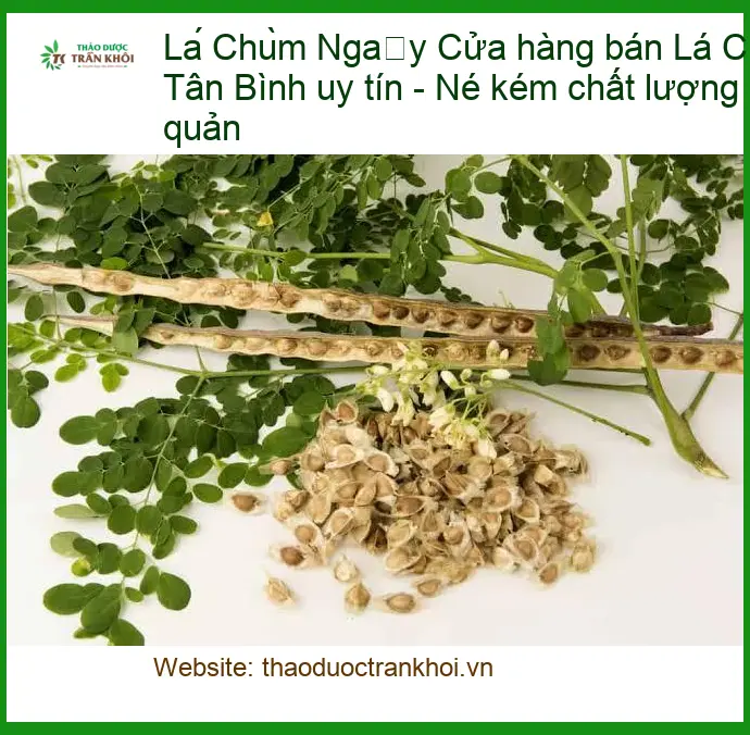 Lá Chùm Ngây Tân Bình uy tín - Địa chỉ Cung cấp Sỉ lẻ Giao nhanh