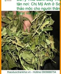 Dây Thìa Canh nấu nước 500g thảo mộc - Đơn vị cung cấp có sẵn TPHCM