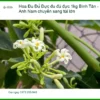 Hoa đu đủ đực 1kg Bình Tân - Anh Nam chuyển sang túi lớn - Sỉ lẻ TPHCM