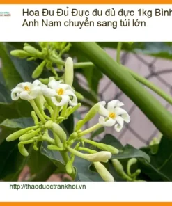 Hoa đu đủ đực 1kg Bình Tân - Anh Nam chuyển sang túi lớn - Giao nhanh TPHCM