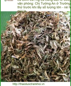 Lá Đinh Lăng bán lẻ 500g dùng tại văn phòng - TPHCM Cung cấp Giao nhanh