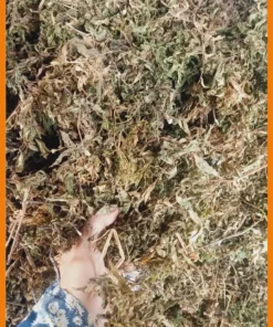 Lá Đinh Lăng giao nhanh 500g cách nấu nước - Đơn vị Cung cấp Có sẵn TPHCM