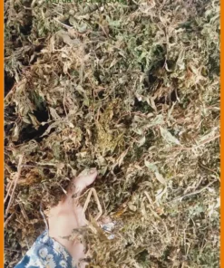 Lá Đinh Lăng sấy khô 1kg mua online Tân Thạnh Tây - Địa chỉ Bán Giao nhanh TPHCM