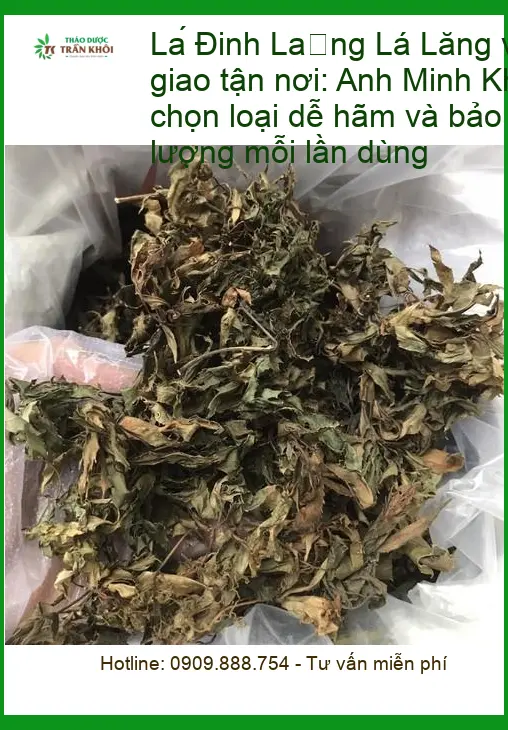 Lá Đinh Lăng vị thảo mộc 500g - Địa chỉ cung cấp giao nhanh tại TPHCM