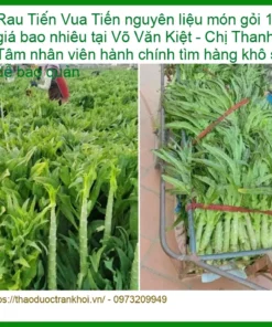 Rau Tiến Vua nguyên liệu món gỏi 1kg - Địa chỉ bán sỉ lẻ giao nhanh TPHCM