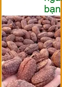 Chuối Hạt Rừng ngâm rượu 500g - Cung cấp sỉ lẻ tại TPHCM có sẵn