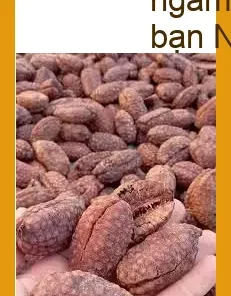 Tác dụng Chuối Hạt Rừng ngâm rượu gói 500g - Đọc ngay chia sẻ của bạn Nhân | Địa chỉ Bán Giao nhanh TPHCM