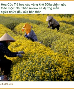 Trà hoa cúc vàng khô 500g chính gốc thảo mộc - Địa chỉ bán giao nhanh Sài Gòn
