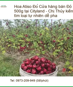 Hoa Atiso Đỏ vị chua thanh 500g tại Cityland - Địa chỉ Bán Giao nhanh TPHCM