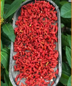 Kỷ Tử Đỏ ít vụn 500g tiện dùng tại nhà - Địa chỉ Cung cấp Giao nhanh TPHCM
