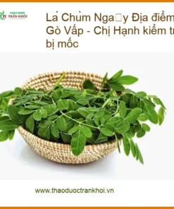 Lá Chùm Ngây Gò Vấp - Chị Hạnh kiểm tra kỹ không mốc | Địa chỉ Bán Giao nhanh