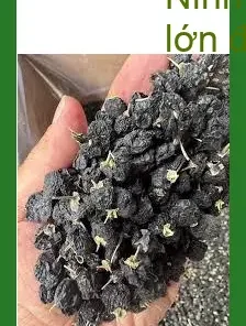 Hắc Kỷ Tử làm trà 1kg chất lượng cao TPHCM - Bán sỉ lẻ, giao hàng tận nơi