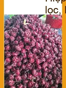 Hoa Atiso Đỏ nấu nước 500g cách pha ở Hiệp Tân - Địa chỉ Bán Giao nhanh TPHCM