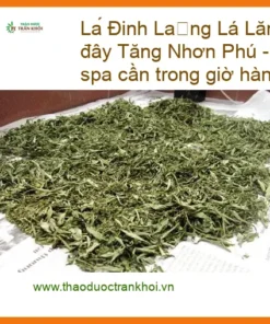 Lá Đinh Lăng 1kg - Địa chỉ cung cấp sỉ lẻ Tăng Nhơn Phú giao nhanh TPHCM