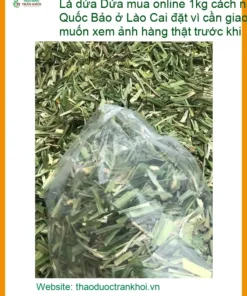 Lá Dứa 1kg mua online cách nấu chè - Địa chỉ Bán Lá Dứa tươi Giao nhanh TPHCM