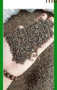 Nụ Vối khô sạch hãm nước 500g Trung An - Địa chỉ bán giao nhanh TPHCM