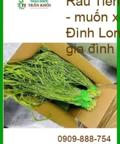 Rau Tiến Vua cọng dài 1kg - Cung cấp sỉ lẻ tại TPHCM, giao nhanh tận nơi