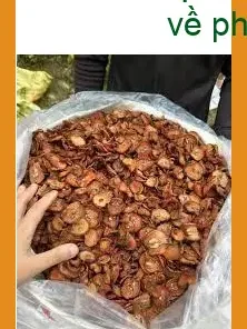 Táo Mèo ít vụn 1kg cho quán nước TPHCM - Cửa hàng TPHCM bán sỉ lẻ giao nhanh